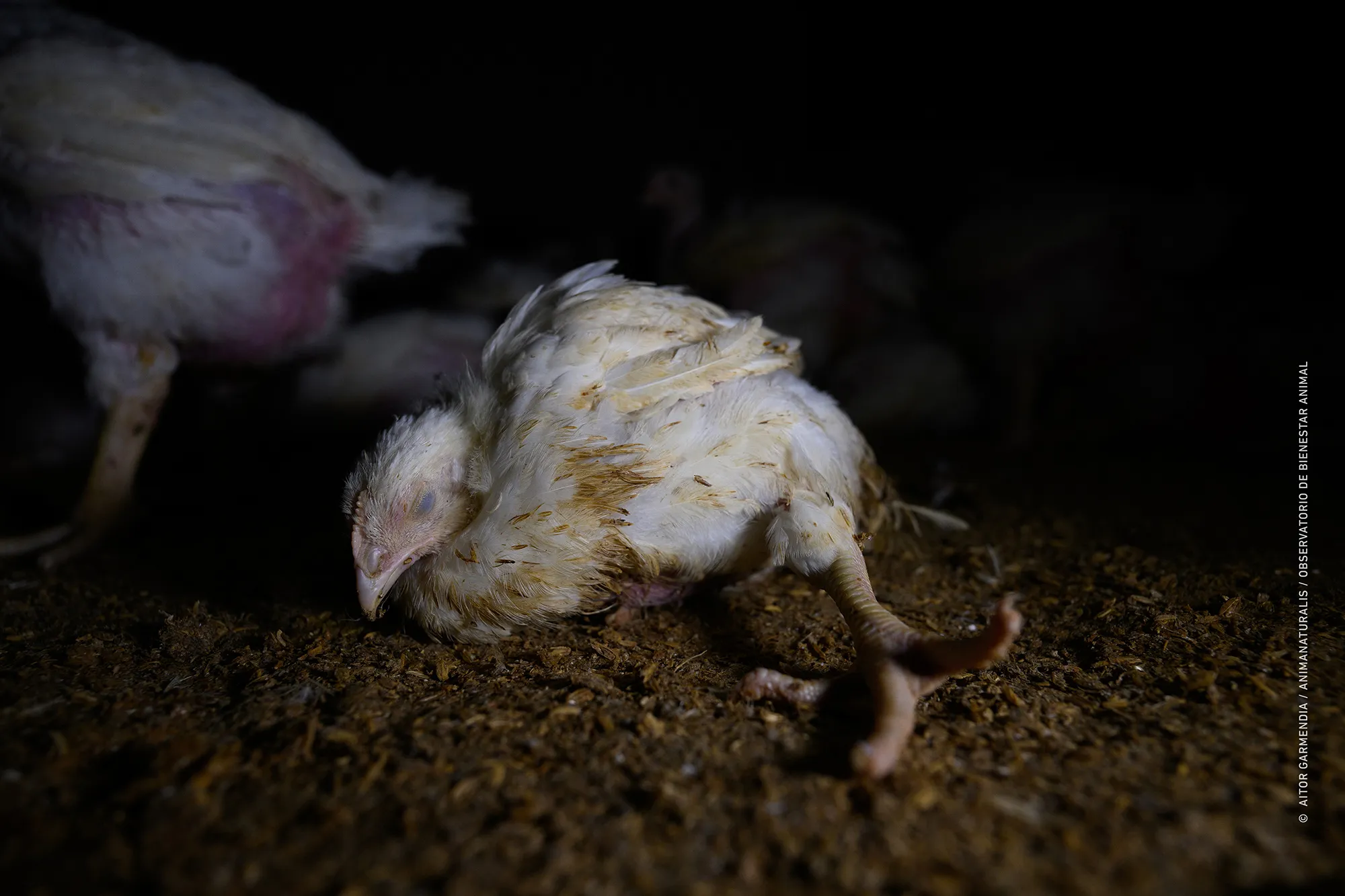 They cannot walk They cannot walk
