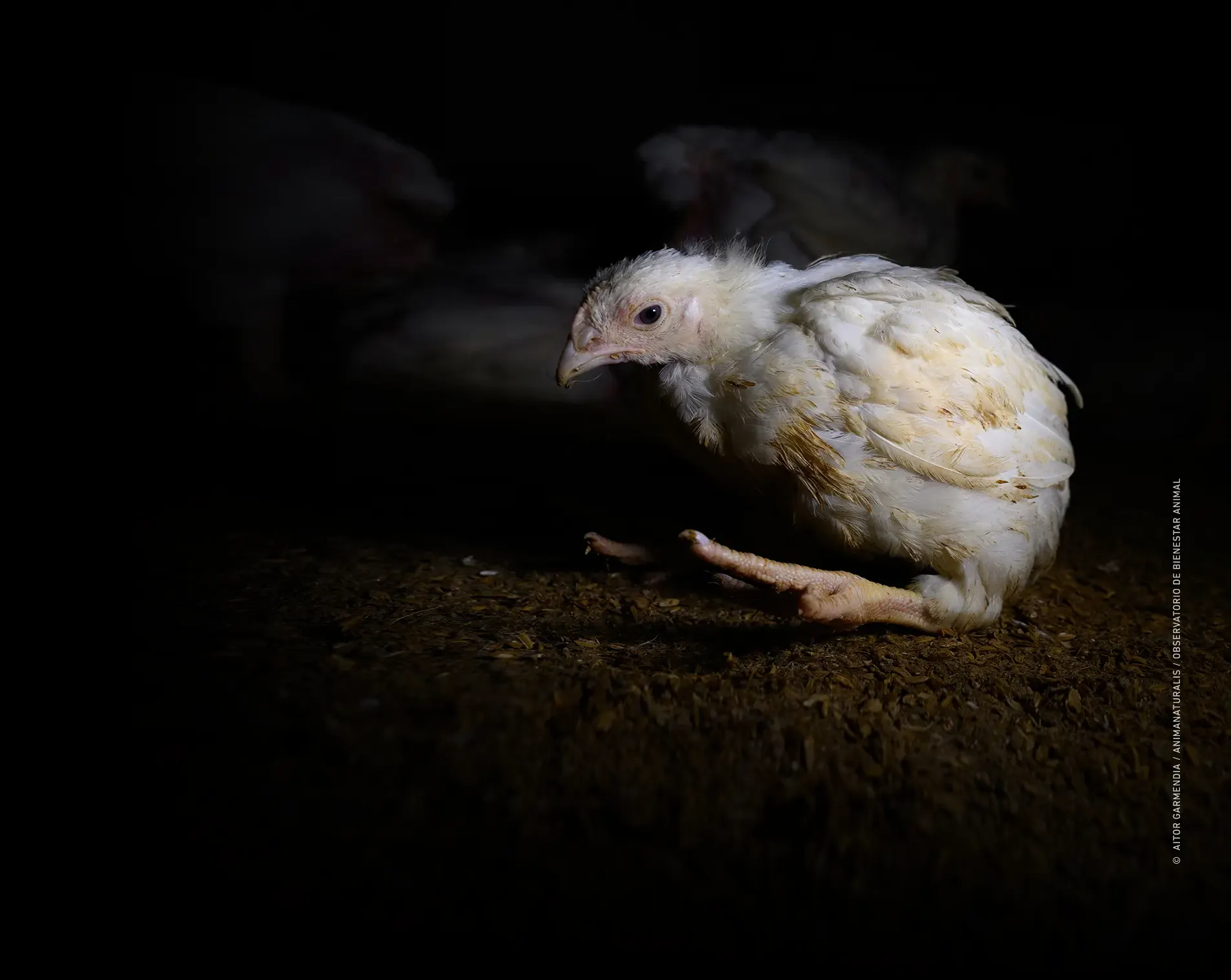 Let's shut down factory farms once and for all Let's shut down factory farms once and for all