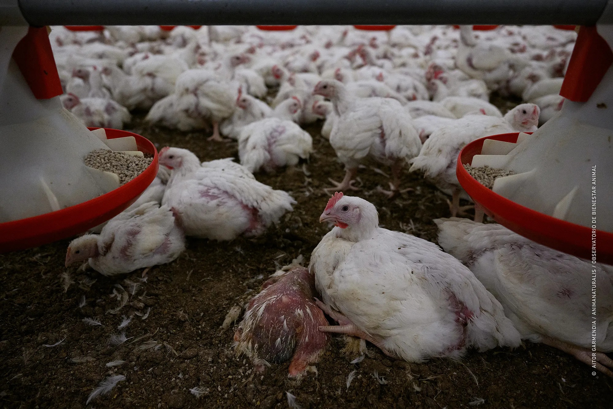 The antibiotic use that persists The antibiotic use that persists