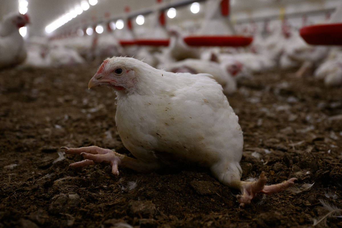 Let's shut down factory farms once and for all